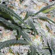 Vision Seeds Lowryder AUTO